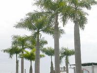 供应海南海口龙华区新坡镇国王椰子供应商图片