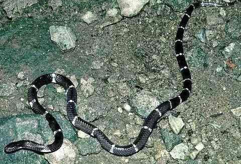 供应斯里兰卡环蛇蛇胆蛇价格