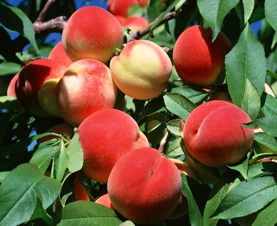 供应桃树品种苗，桃树嫁接苗，桃树实生苗，山东桃树苗价格，二年桃树苗
