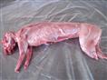 供应四川兔肉的最价格 四川兔肉批发 兔肉批发 白条兔肉 兔肉营养图片