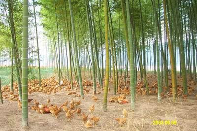供应山区林地散养生态无公害土鸡