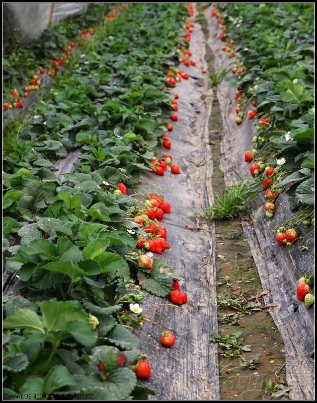 供应草莓苗-红颜草莓苗-脱毒草莓苗