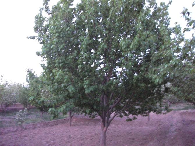 供应专业生产八棱海棠树