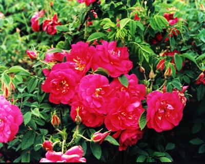 供应河北廊坊固安蓬展苗木种植场玫瑰图片