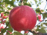 苹果籽提取物批发