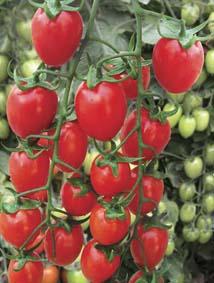 供应优质樱桃小番茄种子樱桃番茄种子进口番茄种子图片