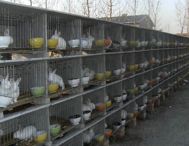 供应淄博獭兔养殖场