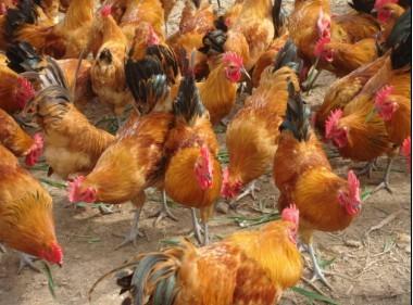 林地散养鸡德州市林地散养鸡养殖场在哪 多少钱一只