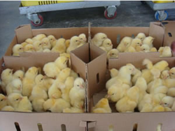 聊城市养殖场817鸡苗直销 批发价格 多少钱一只