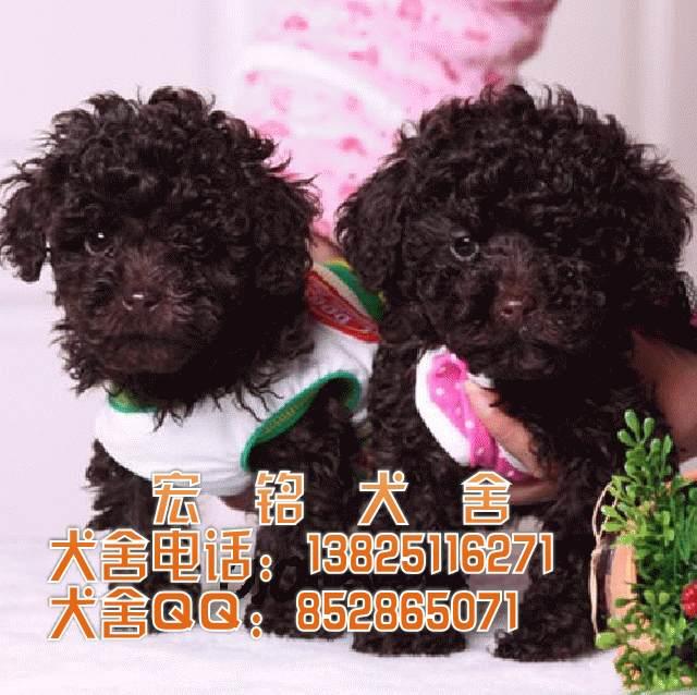 供应用于贵宾犬的广州哪里有卖狗狗