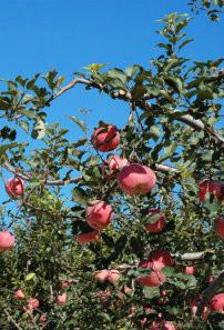 临沂市美国八号苹果销售行情 将军苹果厂家供应用于水果的美国八号苹果销售行情 将军苹果