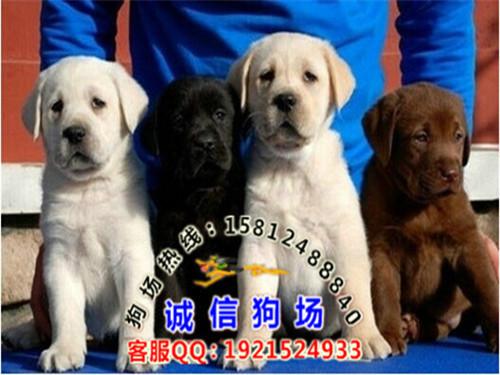 广州导盲犬大概价格多少钱一只批发