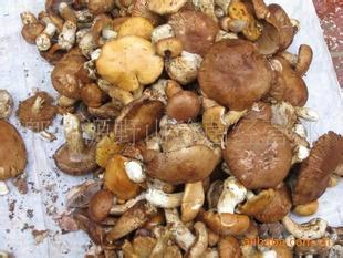 野生蘑菇的食疗功效批发