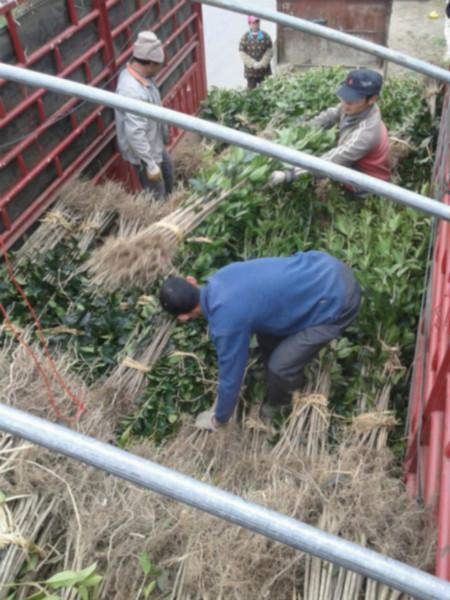 桂林市红桂花树苗厂家供应红桂花树苗 100棵起包邮  红桂花里很好的品种