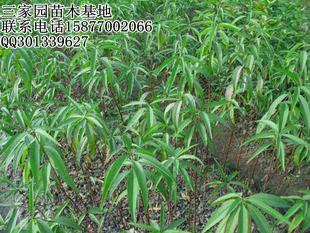 广西桂林毛桃芽苗批发、批发价出售、广西毛桃芽苗种植商、种植基地