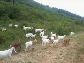 供应山东波尔山羊优良品种，山东波尔山羊多少钱一只，山东波尔山羊养殖场