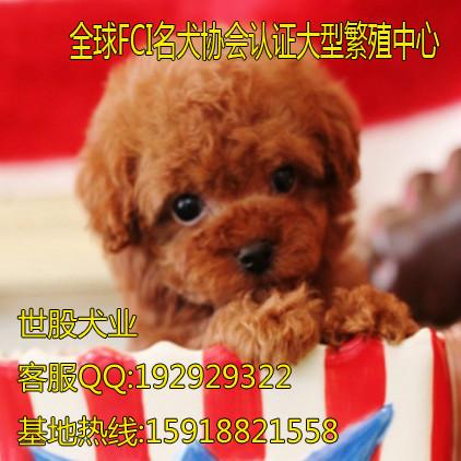 广州到哪里买泰迪熊比较好 首先广州世股狗场 广州到哪里买泰迪熊狗狗图片