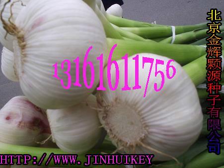 供应新品大蒜种子北京2014秋季大蒜种子预定价格