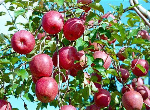 供应用于苹果园种植的富士苹果苗图片