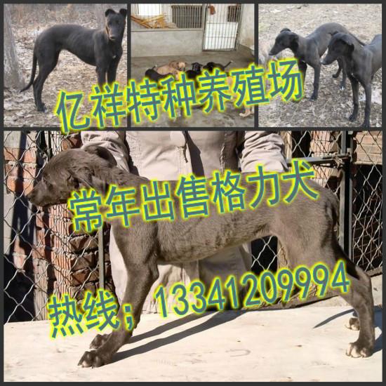 浙江哪里有卖格力犬的供应浙江哪里有卖格力犬的，浙江哪里有卖格力犬幼崽的，格力犬价格