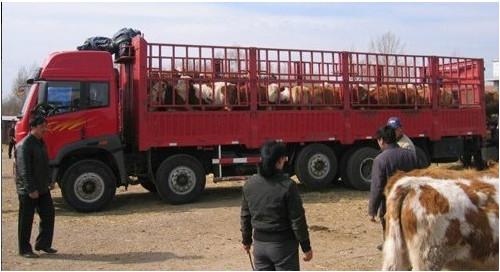 供应最新忻州市肉牛价格