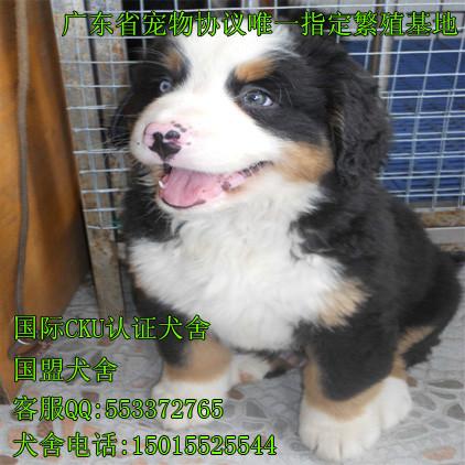 广州哪里有宠物店 广州哪里有卖伯恩山幼犬