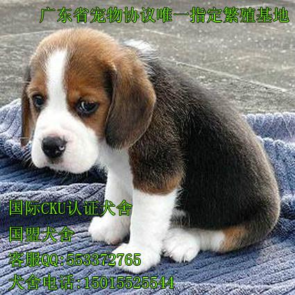 广州海珠区什么地方有卖狗 纯种宠物狗比格犬多少钱