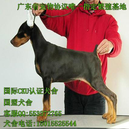 请问广州哪里有信誉好点狗场 广州花都区哪里有卖纯种杜宾犬
