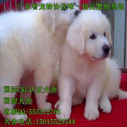 广州哪里买狗好 是 广州狗场繁殖基地吗 广州国盟狗场