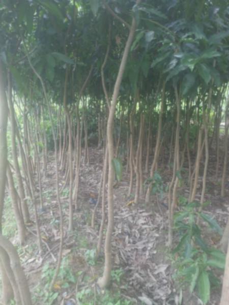 供应芒果树2至3公分地苗、大量供应芒果树2至3公分地苗高2米左右。