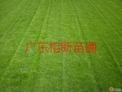 供应台湾草卖什么价钱-榕新苗圃大量批发台湾草供货商