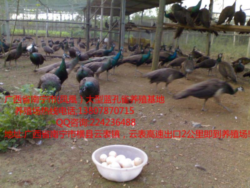 供应广西南宁横县有蓝孔雀苗最低价、蓝孔雀苗，广西蓝孔雀养殖