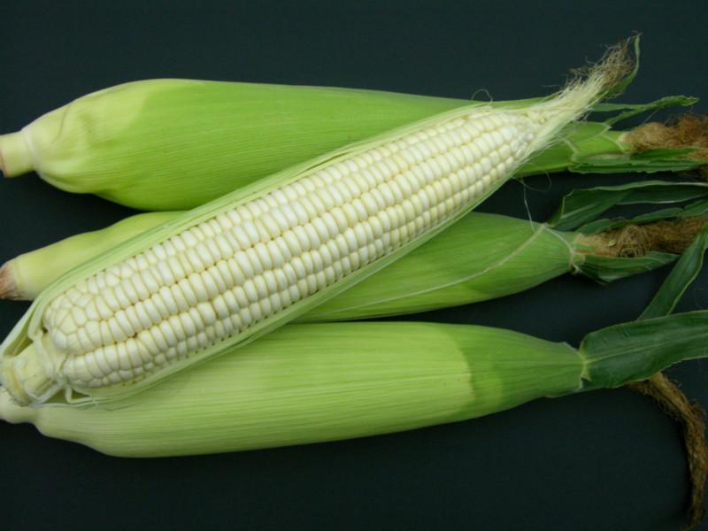 供应水果玉米种子 大田玉米种子批发 金农丰源玉米种子公司图片