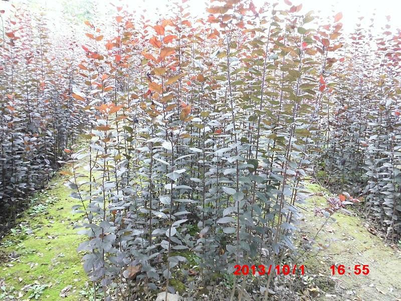 供应用于园林绿化的陕西红叶李扦插苗最新图片价格信息