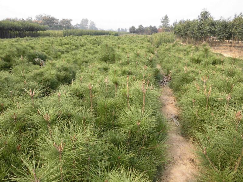 供应用于黄山绿化园林的油松盆装苗高1米以上