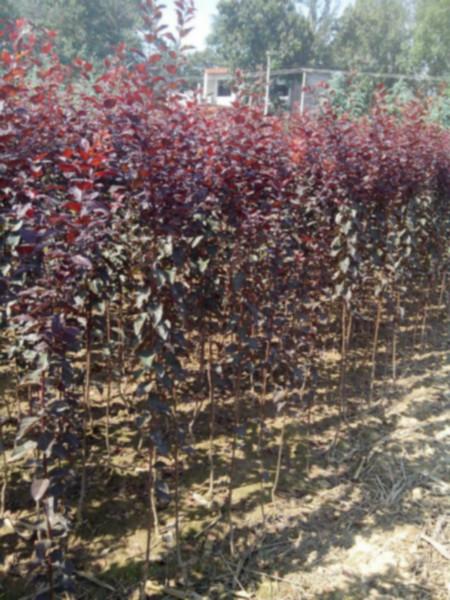 供应用于园林绿化的紫叶李小苗高度1.5米粗0.8批发