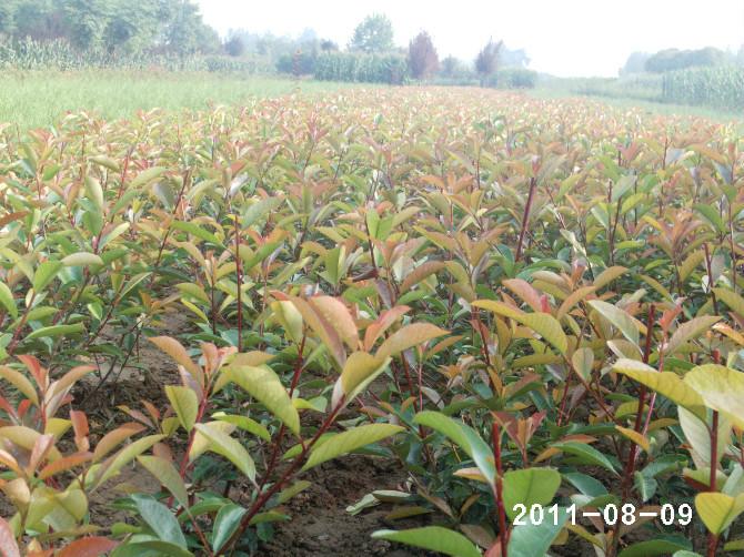 供应营养体红叶石楠陕西种植基地，红叶石楠最低价批发