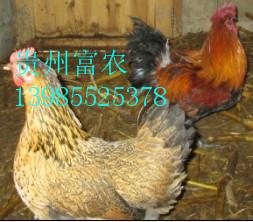 安龙县绿壳蛋鸡养殖技术批发