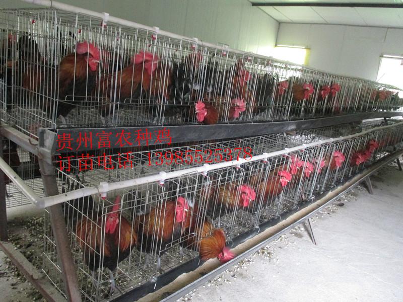 供应贵州现代化土鸡孵化场，贵州土鸡种鸡养殖场，贵阳土鸡苗，
