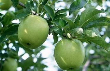 供应山东沂蒙山种植园嘎啦苹果上市