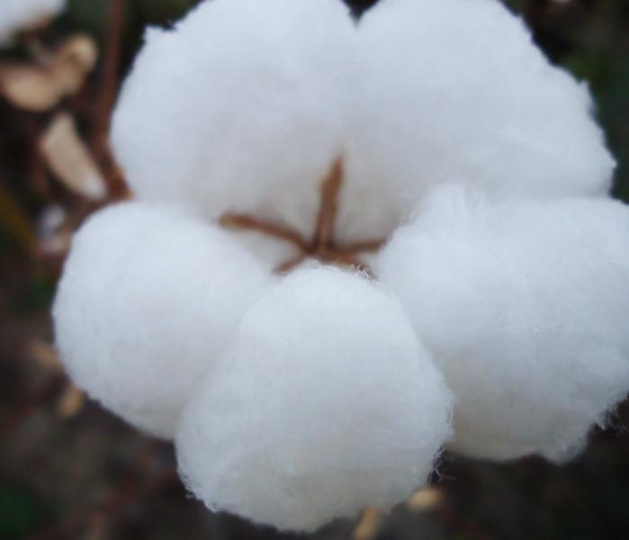 贵州棉花批发价格，贵州棉花供应商，贵州棉花生产厂家