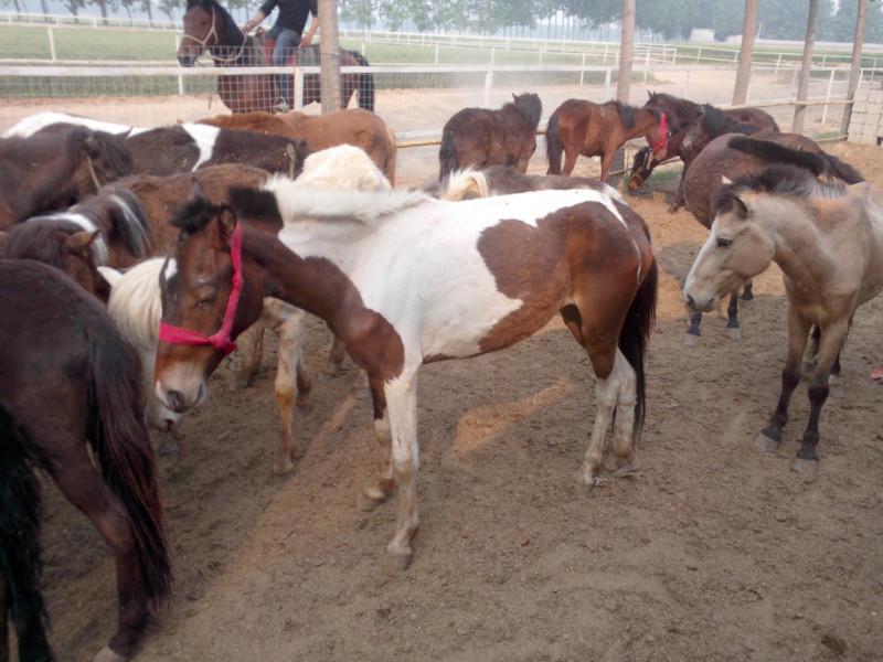 肉马养殖技术秸秆养马技术圈养肉马