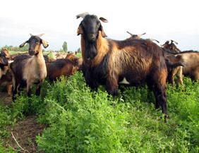 供应亚洲黄羊养殖厂家福贵牧业图片