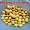 供应小土豆价格15906370212