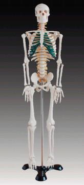 供应人体骨骼带神经模型(85cm)