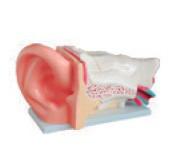 新型大耳解剖模型YR-A1050批发