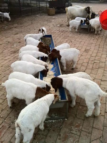 菏泽市波尔山羊价格厂家供应波尔山羊价格，波尔山羊报价，波尔山羊养殖