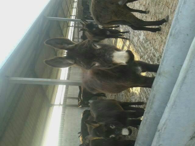供应镇江肉驴养殖场，关中驴报价，德州驴的价格