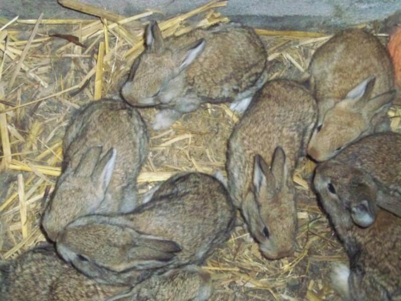 供应涿州獭兔养殖场，獭兔怎么样，獭兔的购买图片