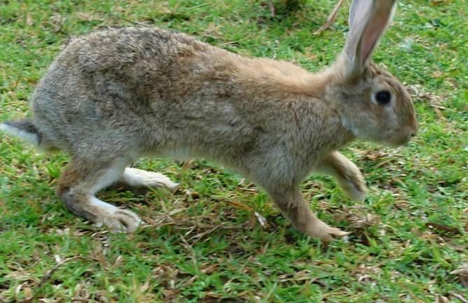 杂交野兔的养殖技术批发
